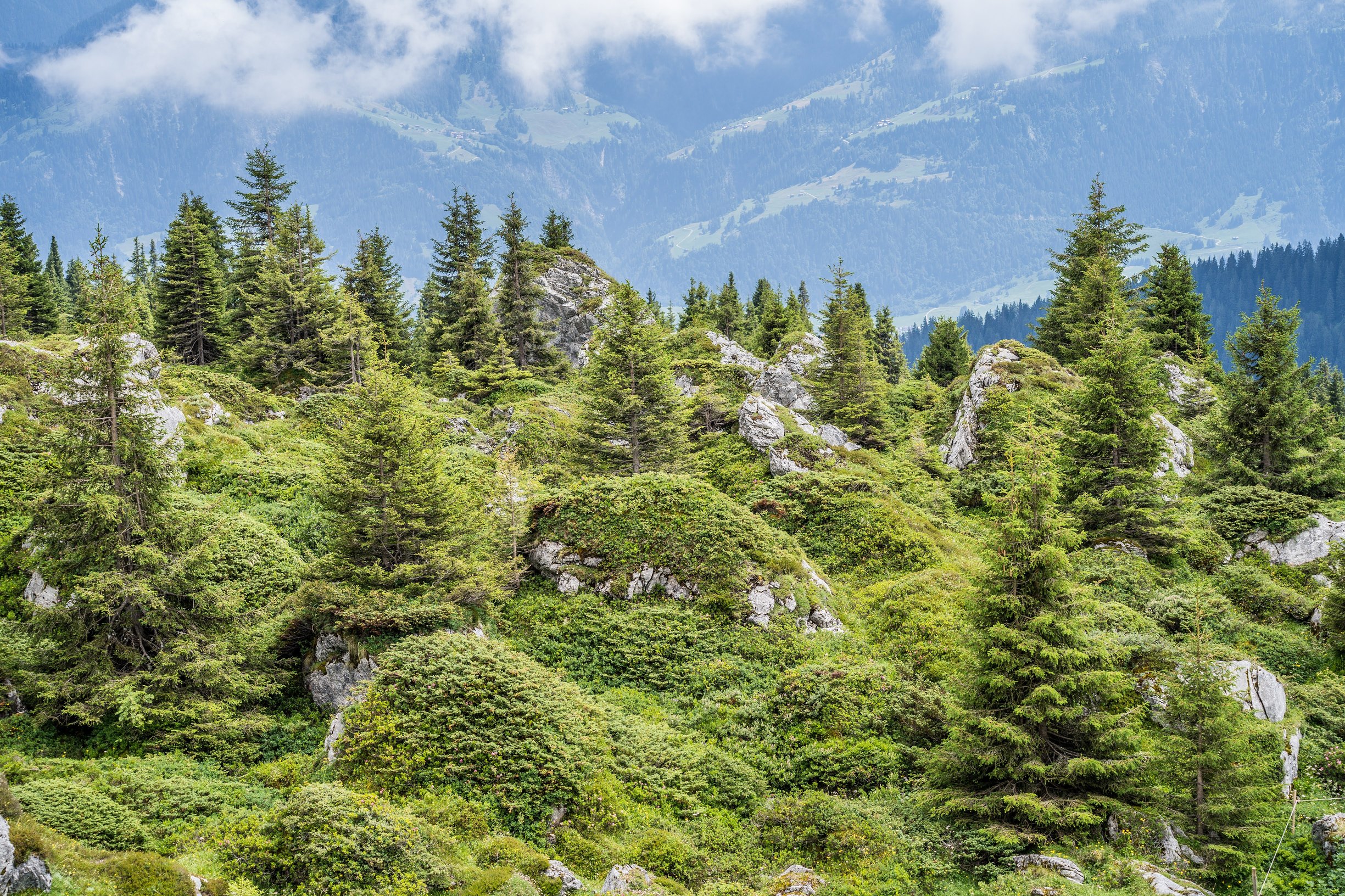 Laax